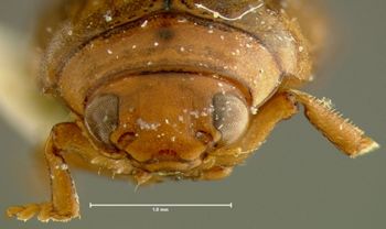 Media type: image;   Entomology 23899 Aspect: head frontal view